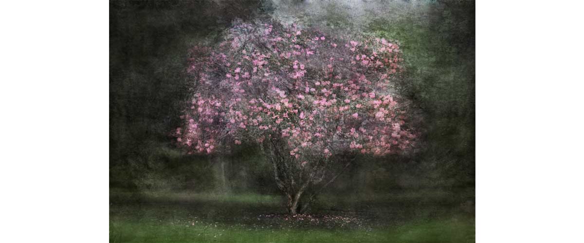 image taken by Cristina Runcan